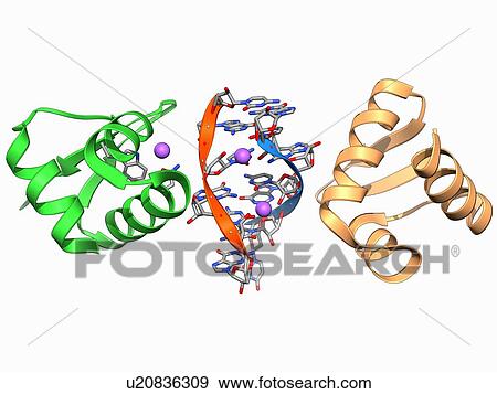 Rna Editing 酵素 分子のモデル イラスト U6309 Fotosearch