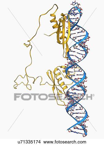 RNA editing enzyme View Large Illustration Stock Illustration - RNA editing enzyme. Fotosearch
