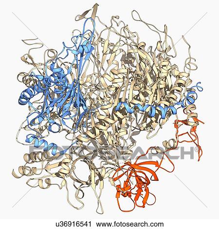 RNA exosome complex, molecular model View Large Illustration Clip Art - RNA exosome complex, molecular model. Fotosearch