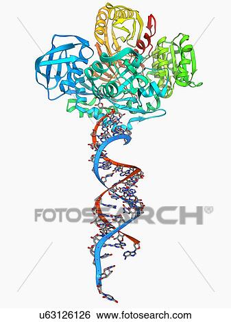 Stock Illustration - RNA-induced silencing complex. Fotosearch
