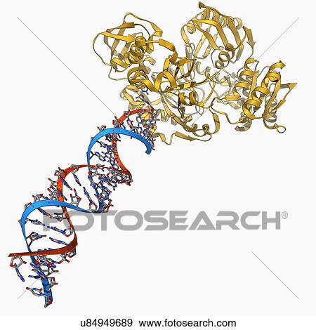 RNA-induced silencing complex View Large Illustration Stock Illustration - RNA-induced silencing complex. Fotosearch