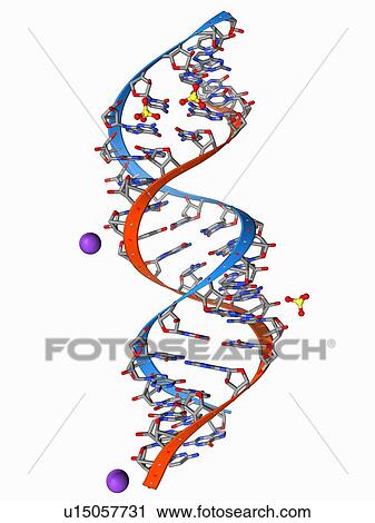 RNA triplet repeat expansion View Large Illustration Clip Art - RNA triplet repeat expansion. Fotosearch