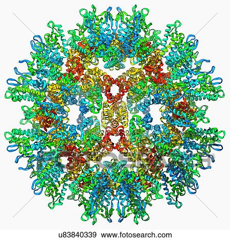 Stock Illustration - Rous sarcoma virus capsid. Fotosearch