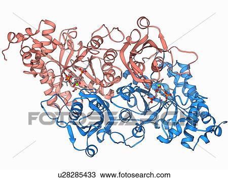 Rubisco enzyme molecule View Large Illustration Drawing - Rubisco enzyme molecule. Fotosearch