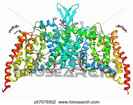 Drawing - Saccharide transport protein. Fotosearch