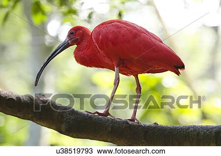 Drawing - Scarlet ibis. Fotosearch