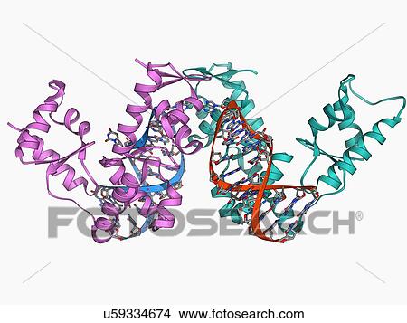 Stock Illustration - SelB elongation factor bound to RNA. Fotosearch