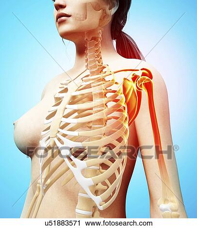 Shoulder pain, artwork View Large Illustration Clip Art - Shoulder pain, artwork. Fotosearch