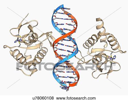 SMAD4 protein domain bound to DNA View Large Illustration Stock Illustration - SMAD4 protein domain bound to DNA. Fotosearch