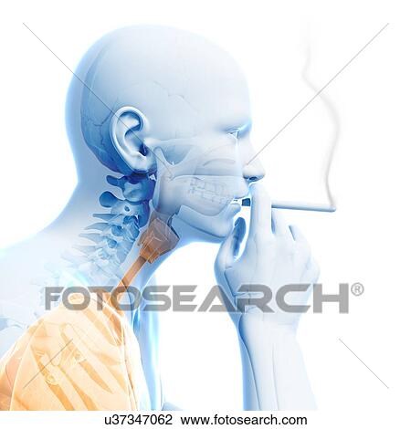 Drawing - Smoker, artwork. Fotosearch