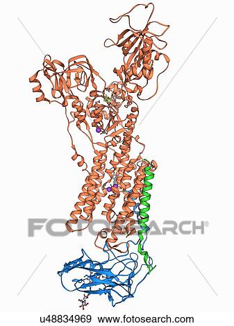 Sodium-potassium ion pump protein View Large Illustration Stock Illustration - Sodium-potassium ion pump protein. Fotosearch