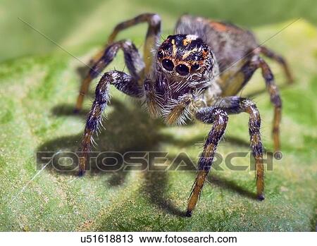 Spider View Large Illustration Drawing - Spider. Fotosearch