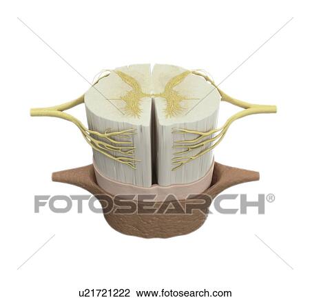 Drawing - Spinal cord anatomy, artwork. Fotosearch