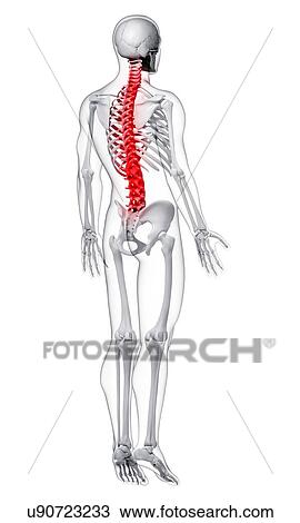 Drawing - Spine pain, artwork. Fotosearch