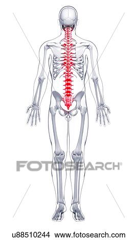 Stock Illustration - Spine pain, artwork. Fotosearch