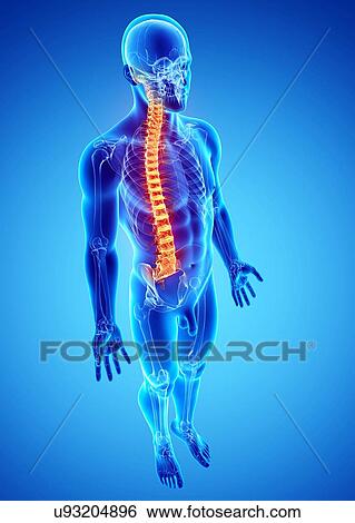Spine pain, artwork View Large Illustration Stock Illustration - Spine pain, artwork. Fotosearch