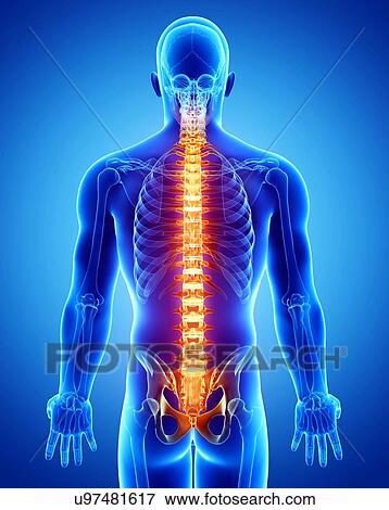 Spine pain, artwork View Large Illustration Stock Illustration - Spine pain, artwork. Fotosearch