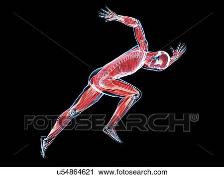 Sprinter, artwork View Large Illustration Clip Art - Sprinter, artwork. Fotosearch