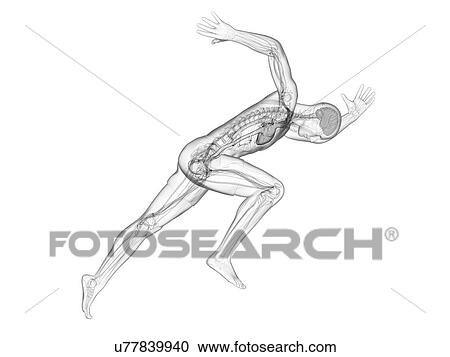 Sprinter, artwork View Large Illustration Clipart - Sprinter, artwork. Fotosearch