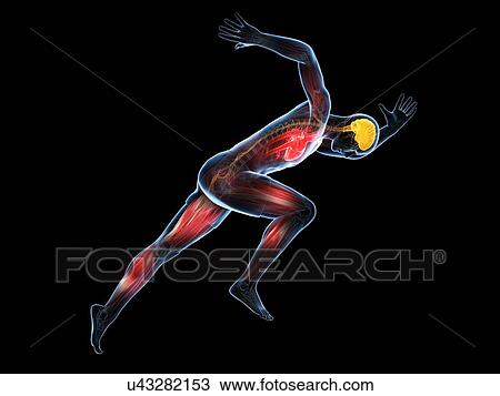 Drawing - Sprinter, artwork. Fotosearch