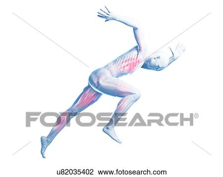 Sprinter, artwork View Large Illustration Drawing - Sprinter, artwork. Fotosearch