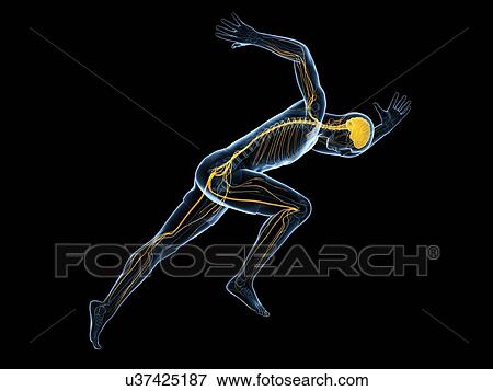 Stock Illustration - Sprinter, artwork. Fotosearch