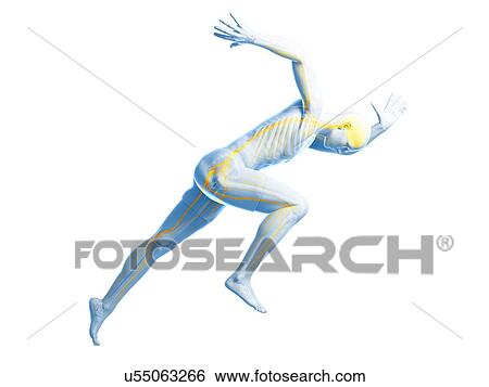 Sprinter, artwork View Large Illustration Stock Illustration - Sprinter, artwork. Fotosearch