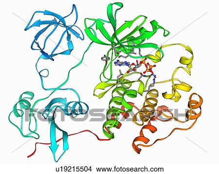 Src protein molecule View Large Illustration Stock Illustration - Src protein molecule. Fotosearch