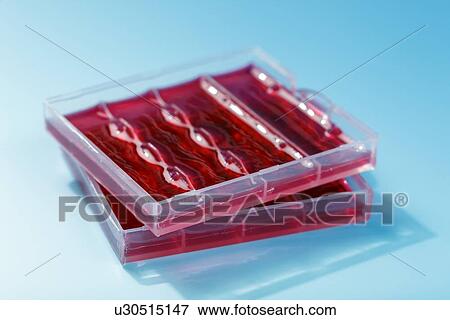 Stem cell sample View Large Illustration Stock Illustration - Stem cell sample. Fotosearch