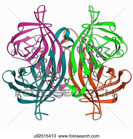 Streptavidin bacterial protein View Large Illustration Drawing - Streptavidin bacterial protein. Fotosearch