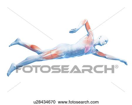 Clipart - Swimmer, artwork. Fotosearch