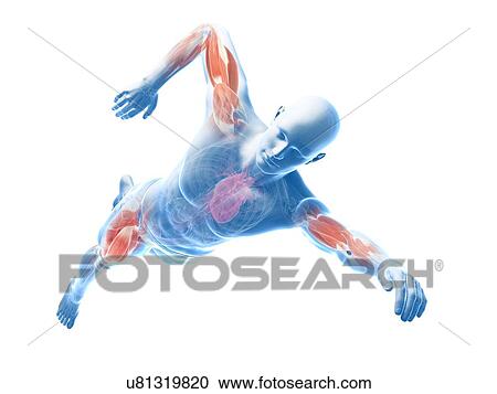 Clipart - Swimmer, artwork. Fotosearch