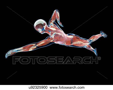 Swimmer, artwork View Large Illustration Clipart - Swimmer, artwork. Fotosearch