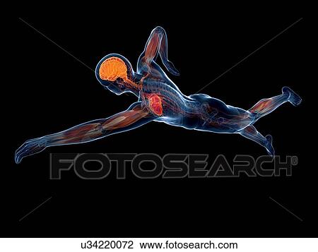 Swimmer, artwork View Large Illustration Drawing - Swimmer, artwork. Fotosearch