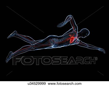 Swimmer, artwork View Large Illustration Stock Illustration - Swimmer, artwork. Fotosearch