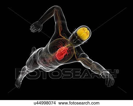 Swimmer, artwork View Large Illustration Stock Illustration - Swimmer, artwork. Fotosearch