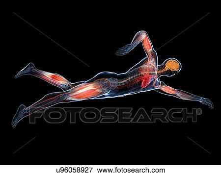 Stock Illustration - Swimmer, artwork. Fotosearch