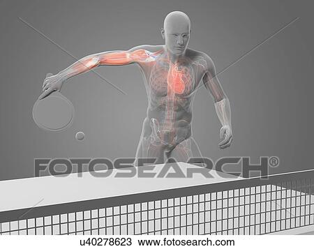 Table tennis player, artwork View Large Illustration Drawing - Table tennis player, artwork. Fotosearch
