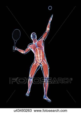 Drawing - Tennis player, artwork. Fotosearch