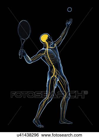 Tennis player, artwork View Large Illustration Stock Illustration - Tennis player, artwork. Fotosearch