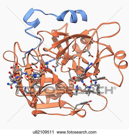 Thrombin protein, molecular model View Large Illustration Clip Art - Thrombin protein, molecular model. Fotosearch