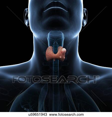 Drawing - Thyroid gland cancer, artwork. Fotosearch