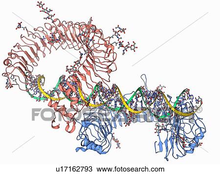 Toll-like receptor 3 and RNA View Large Illustration Drawing - Toll-like receptor 3 and RNA. Fotosearch