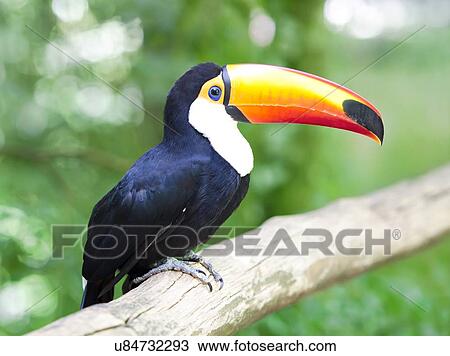 Drawing - Toucan. Fotosearch