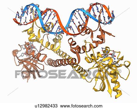 Transcription activator and DNA View Large Illustration Drawing - Transcription activator and DNA. Fotosearch