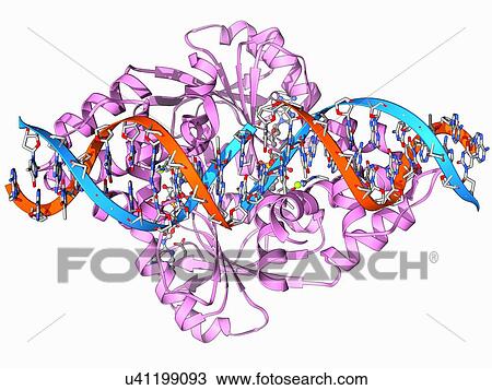 Transcription repressor protein and DNA View Large Illustration Drawing - Transcription repressor protein and DNA. Fotosearch