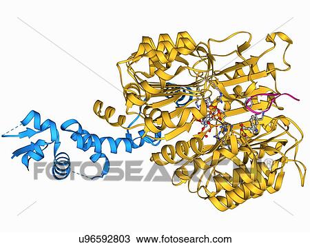 Drawing - Transport inhibitor response 1 protein. Fotosearch