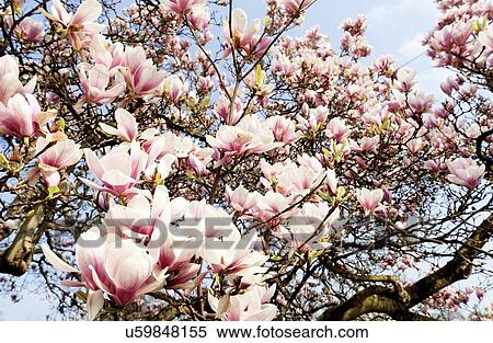 Tree in blossom View Large Illustration Stock Illustration - Tree in blossom. Fotosearch