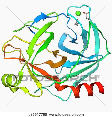 Stock Illustration - Trypsin molecule. Fotosearch