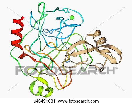 Clip Art - Trypsin molecule with inhibitor. Fotosearch